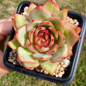 Echeveria Parrot