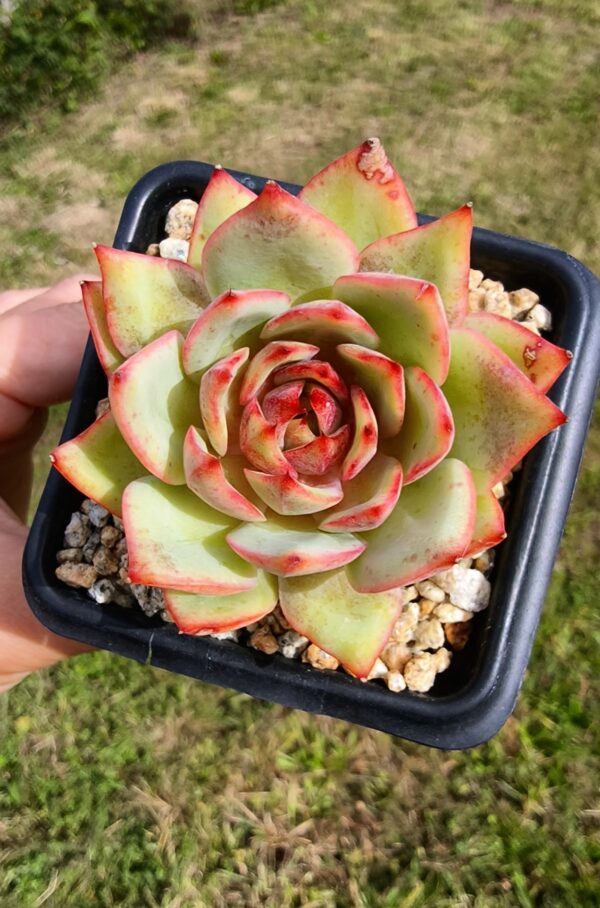 Echeveria Parrot
