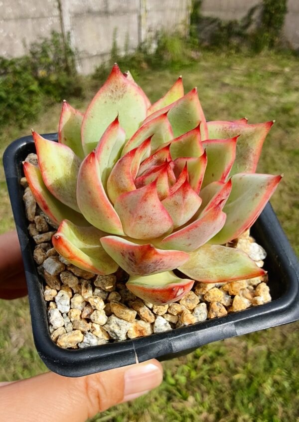 Echeveria Parrot – Image 2