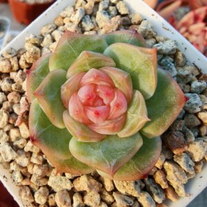 Echeveria White Lover sugar heart