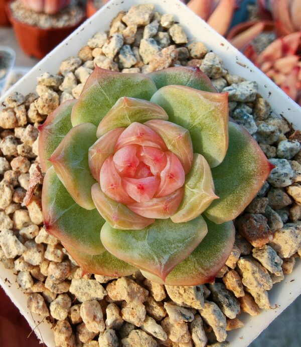 Echeveria White Lover sugar heart