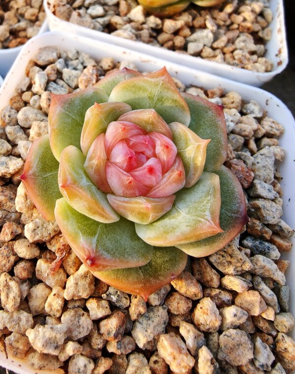 Echeveria White Lover sugar heart – Image 2