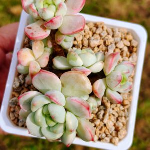 x Sedeveria Pudgye variegata cluster B
