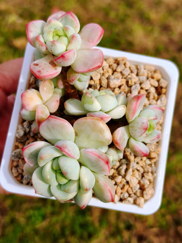 x Sedeveria Pudgye variegata cluster B