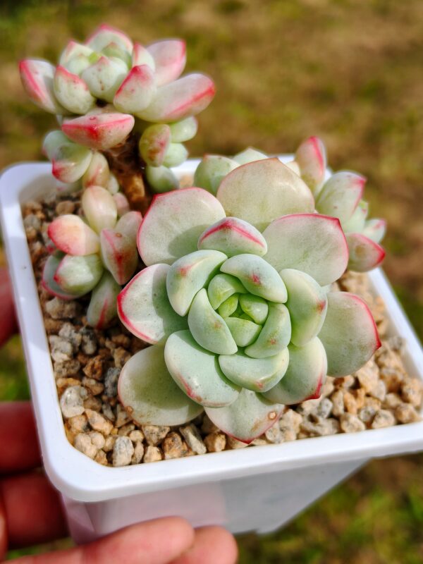 x Sedeveria Pudgye variegata cluster B – Image 2