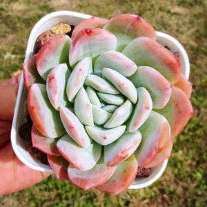 Echeveria Pink Ice
