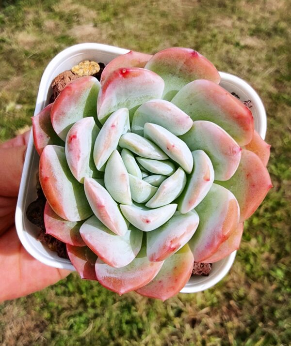 Echeveria Pink Ice