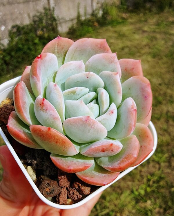 Echeveria Pink Ice – Image 2