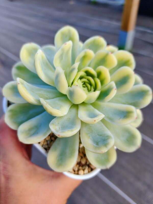 Echeveria Strawberry Ice variegata L – Image 2