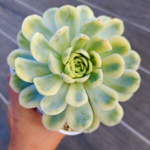 Echeveria Strawberry Ice variegata L