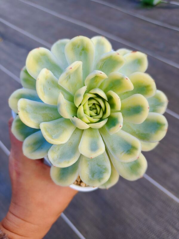 Echeveria Strawberry Ice variegata L