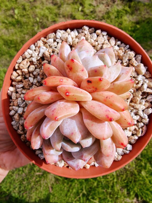 Echeveria Snow Angel double tête – Image 2