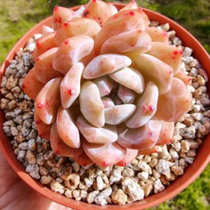 Echeveria Snow Angel double tête