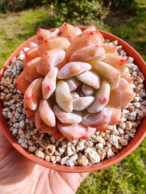 Echeveria Snow Angel double tête