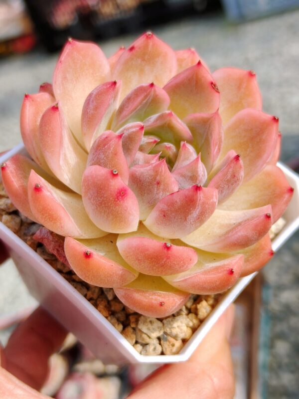 Echeveria Rose Jade – Image 2