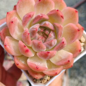 Echeveria Rose Jade
