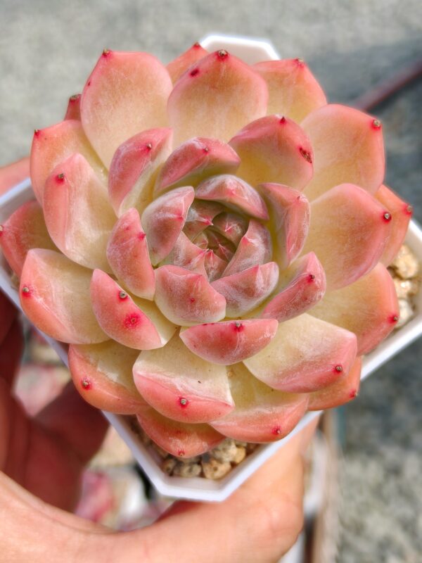 Echeveria Rose Jade