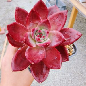 Echeveria Brown Sugar L