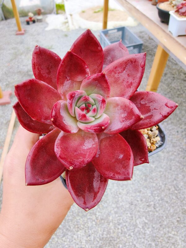 Echeveria Brown Sugar L
