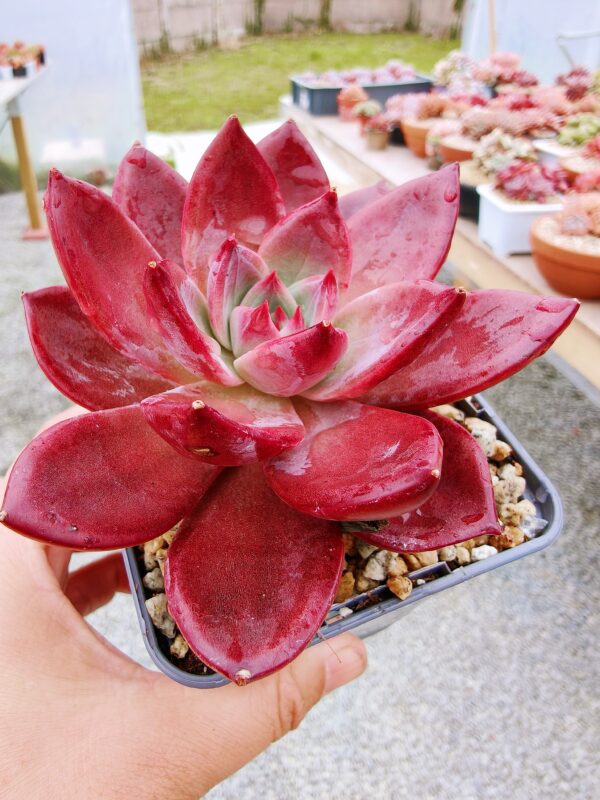 Echeveria Brown Sugar L – Image 2