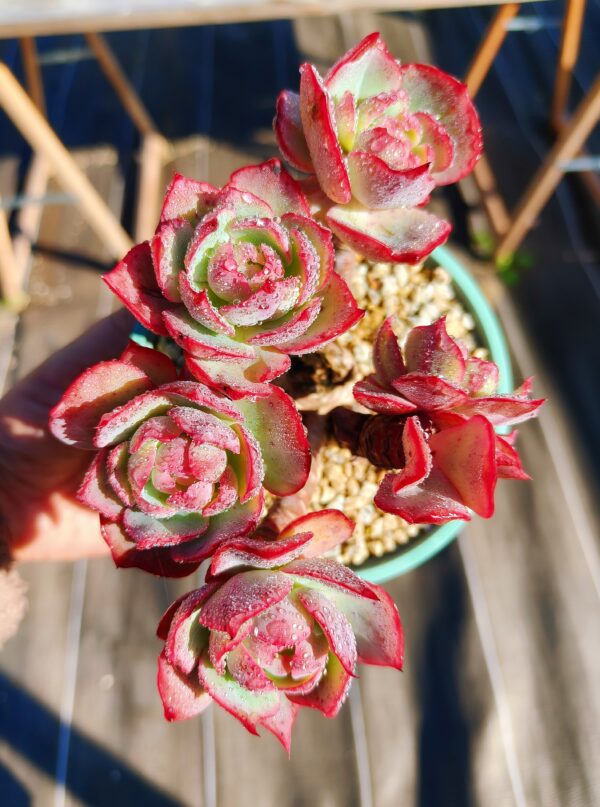 Echeveria Amistar cluster vieux tronc A – Image 2