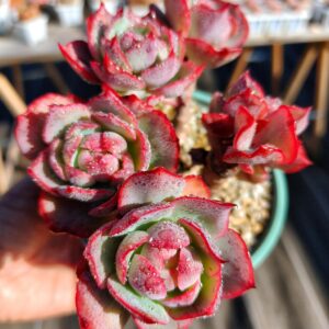 Echeveria Amistar cluster vieux tronc A