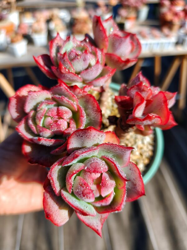 Echeveria Amistar cluster vieux tronc A