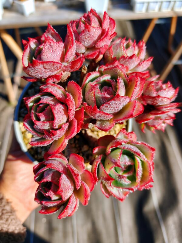 Echeveria Amistar cluster vieux tronc B – Image 2
