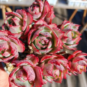 Echeveria Amistar cluster vieux tronc B
