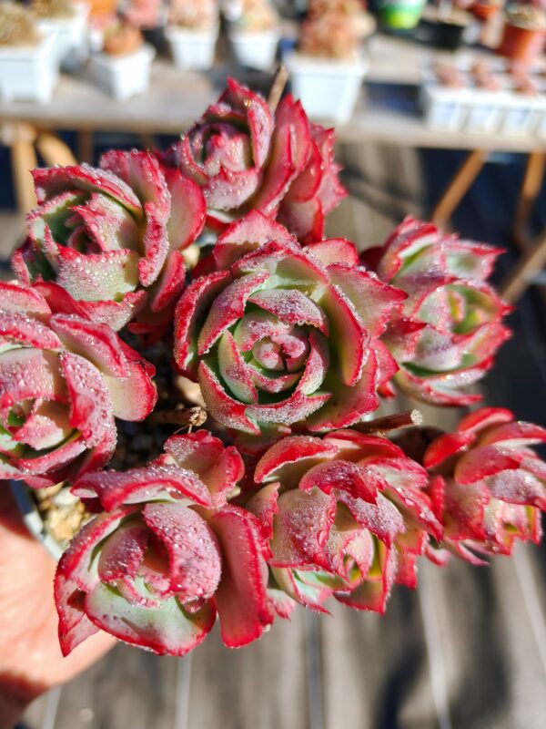 Echeveria Amistar cluster vieux tronc B