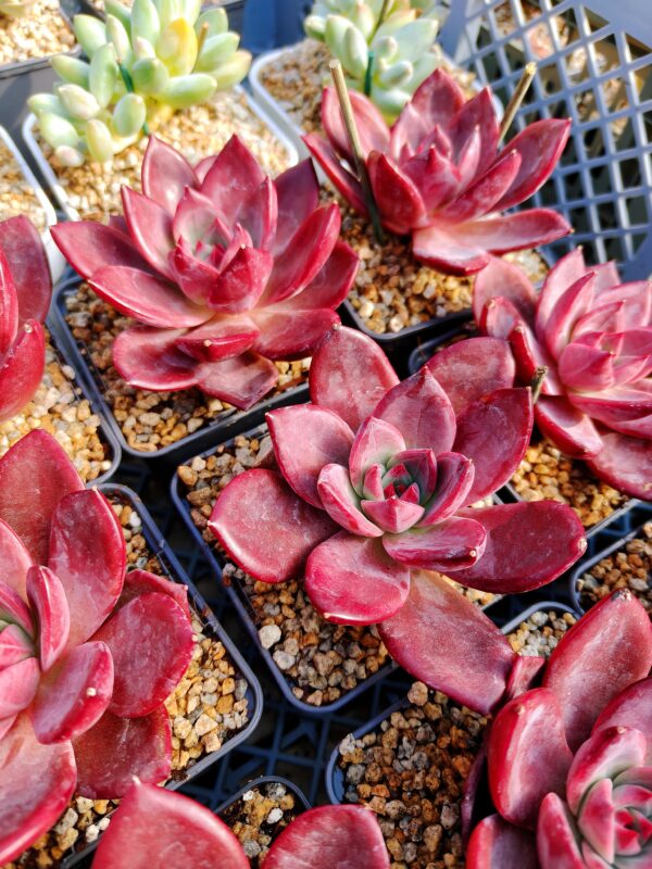 Echeveria Brown Sugar L – Image 3