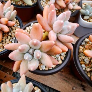 Pachyphytum Ulak double tête