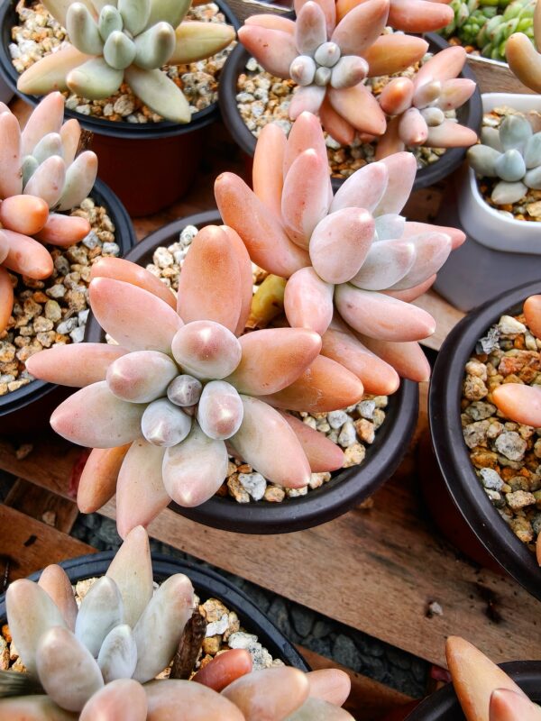 Pachyphytum Ulak double tête