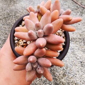 Pachyphytum Ulak cluster