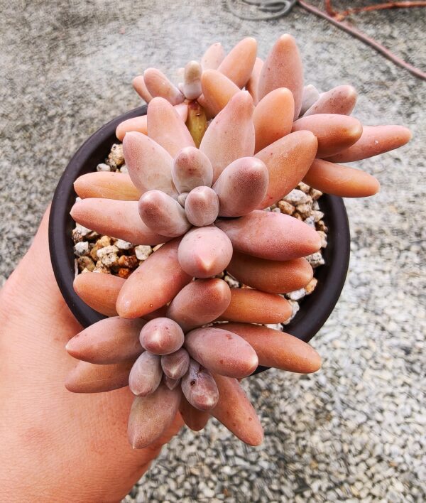 Pachyphytum Ulak cluster