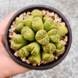 Lithops cluster 1