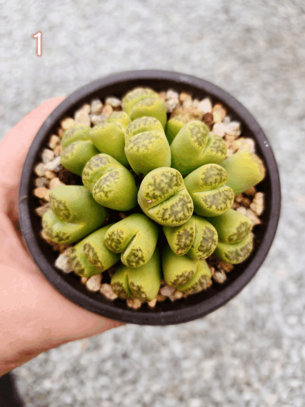 Lithops cluster 1
