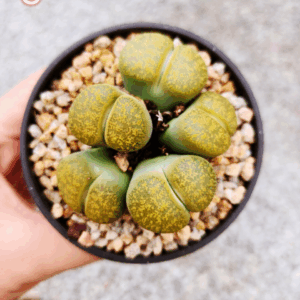 Lithops cluster 3