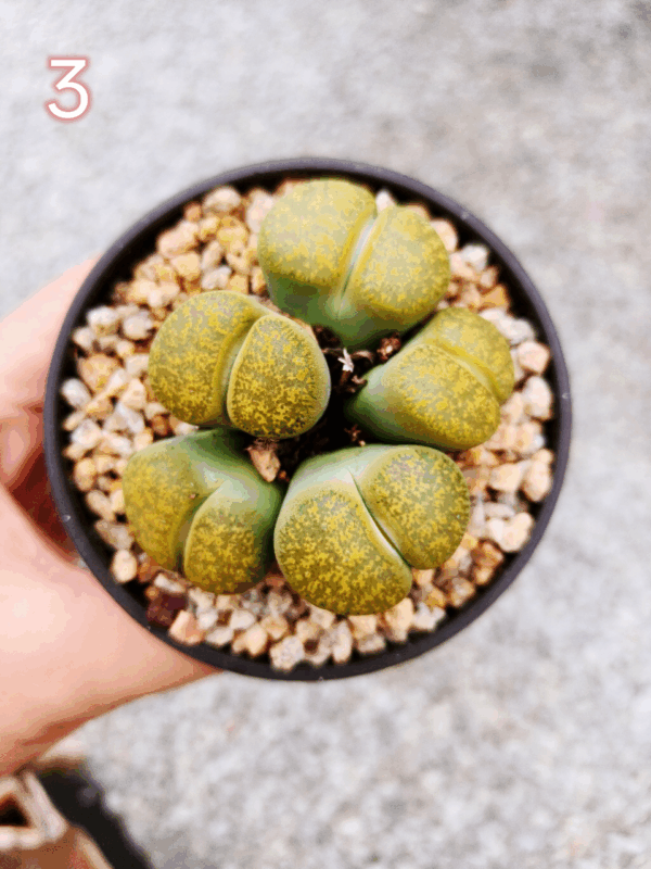 Lithops cluster 3