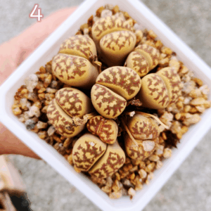 Lithops cluster 4