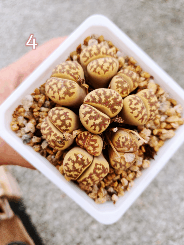 Lithops cluster 4