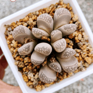Lithops cluster 5