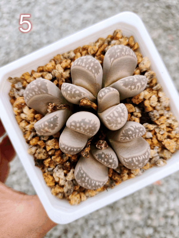 Lithops cluster 5