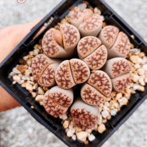 Lithops cluster 6
