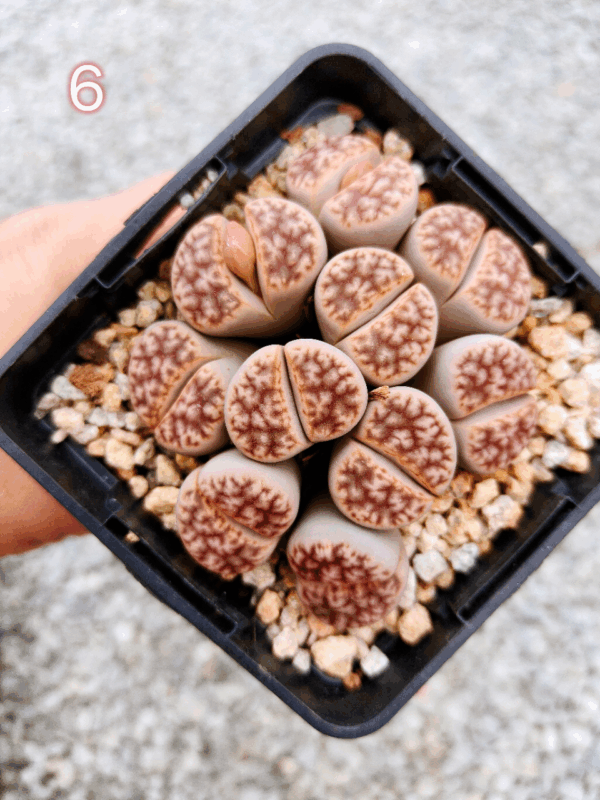 Lithops cluster 6