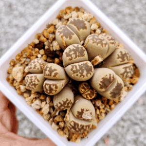 Lithops cluster 7