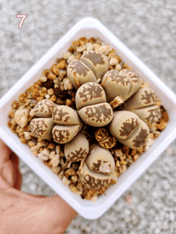 Lithops cluster 7