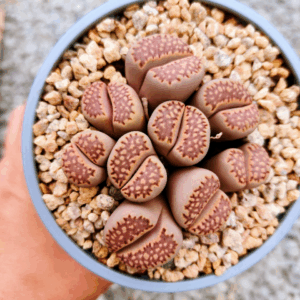 Lithops cluster 8