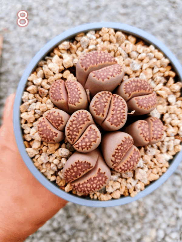 Lithops cluster 8