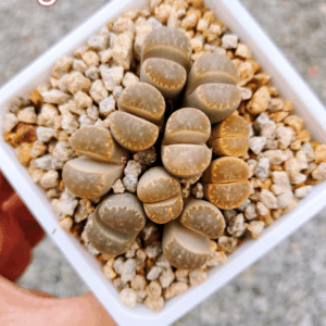 Lithops cluster 9